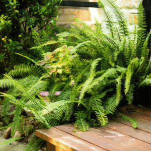 "Enhance your space with the Boston Fern, a lush air-purifying plant that thrives in humidity. Perfect for adding greenery and improving indoor air quality!"