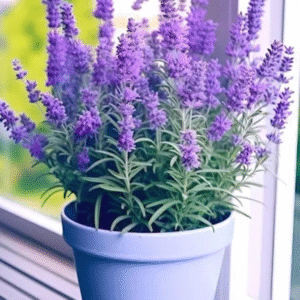Lavender Plant - Natural Wellness for Your Home
