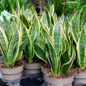 Snake Plant - The Ultimate Air-Purifying Indoor Plant