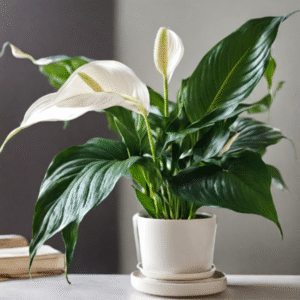 Discover the Peace Lily, an elegant indoor plant that purifies the air and thrives in low light. Perfect for enhancing your home with beauty and tranquility